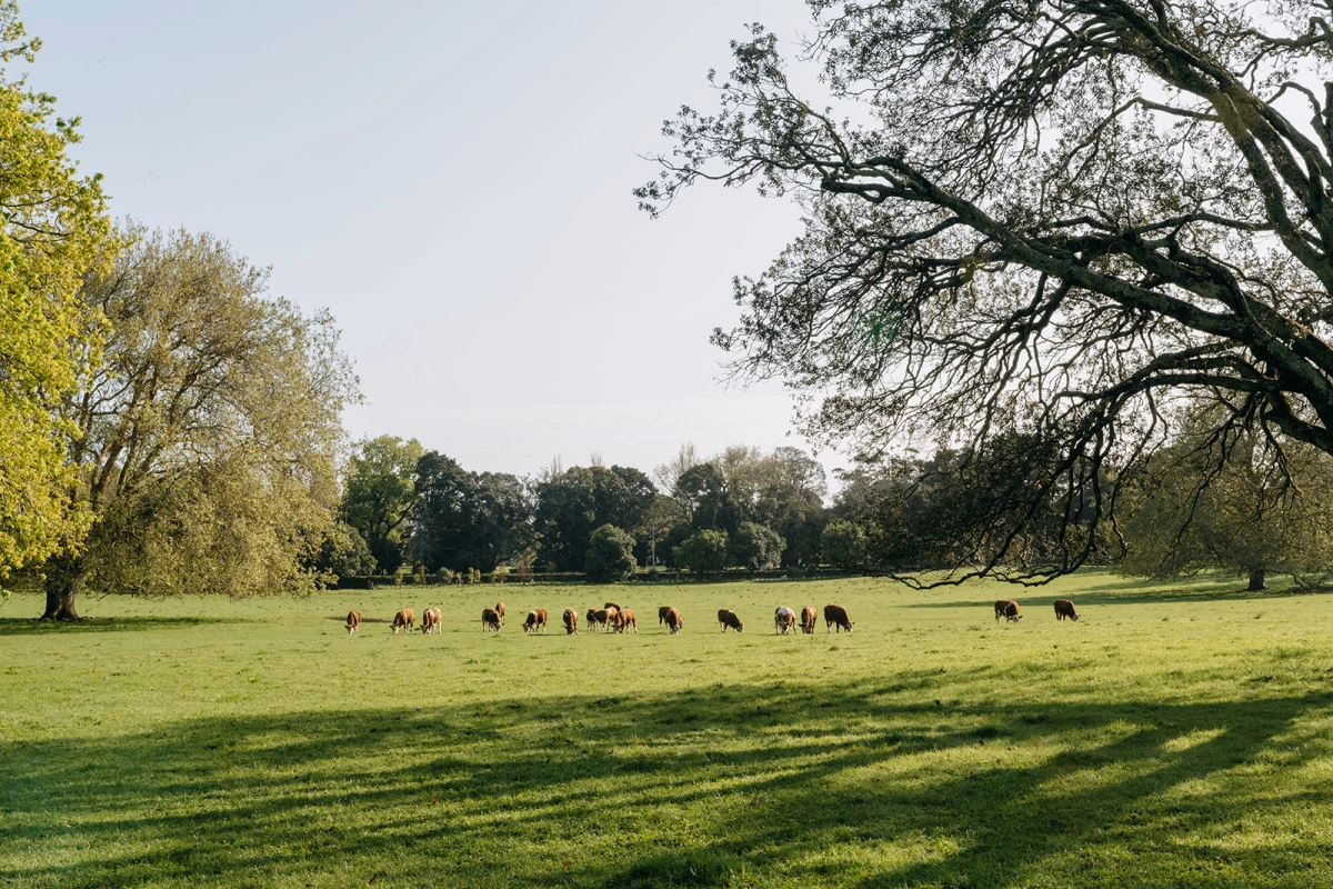 aria-park-arvida-11405