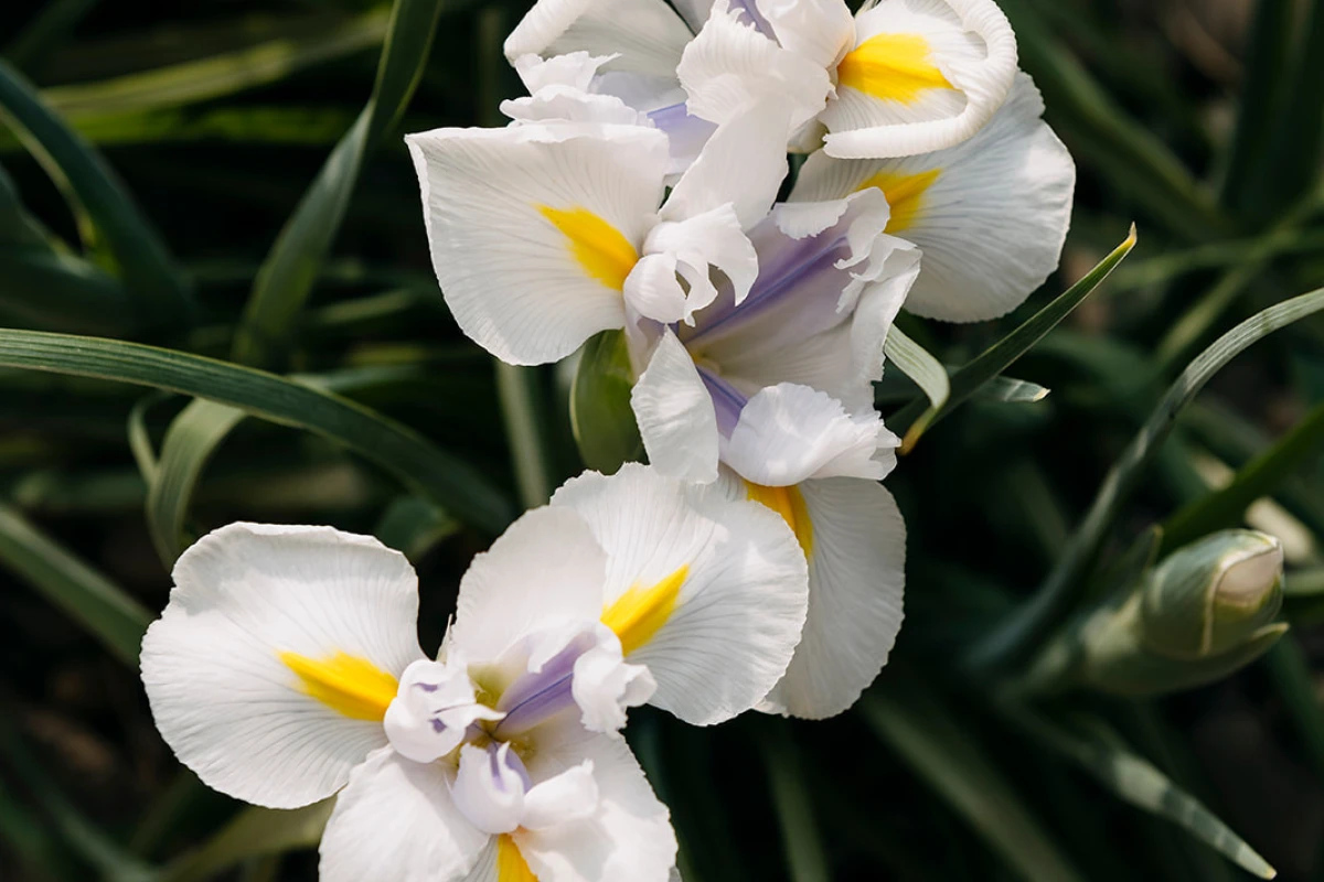 copper-crest-arvida-11256