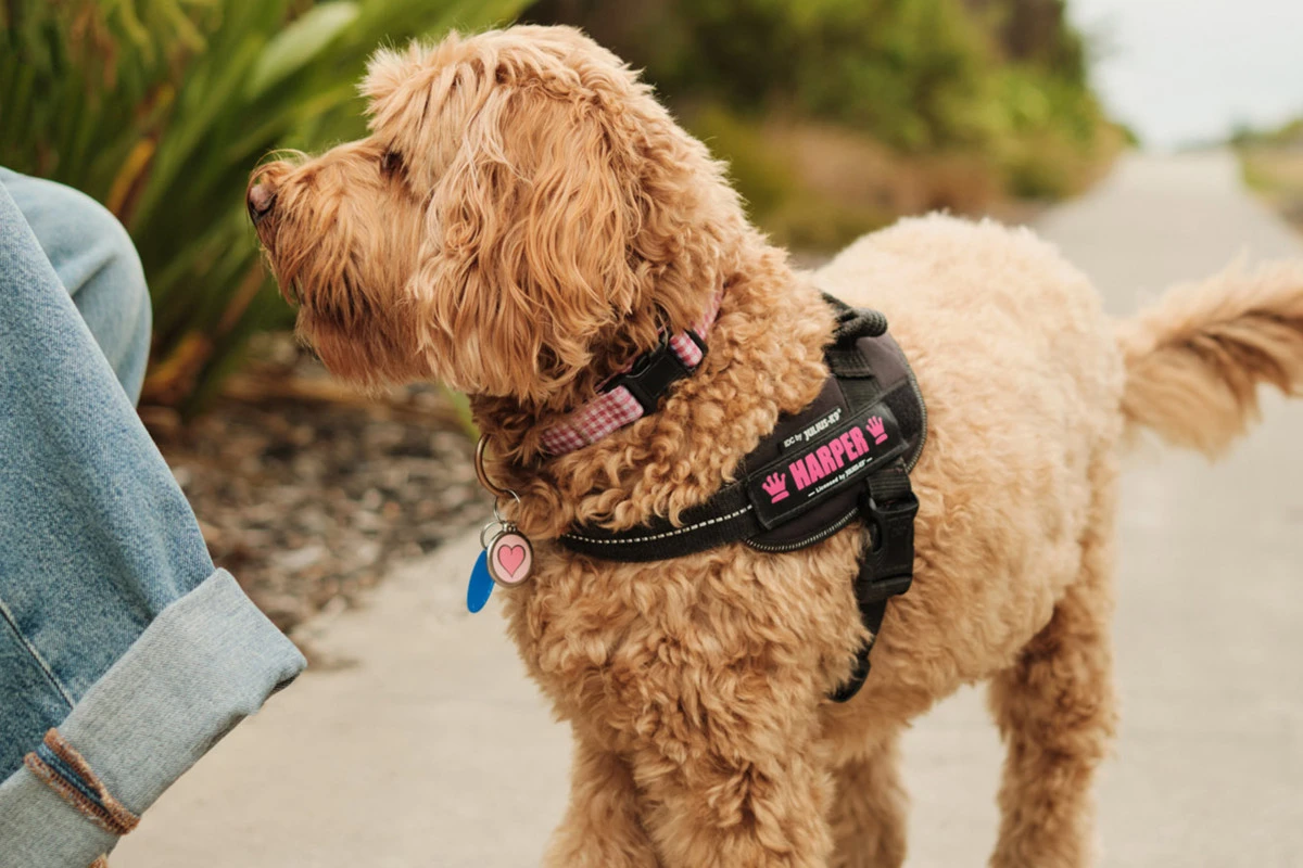 freedom-ashburton-12911