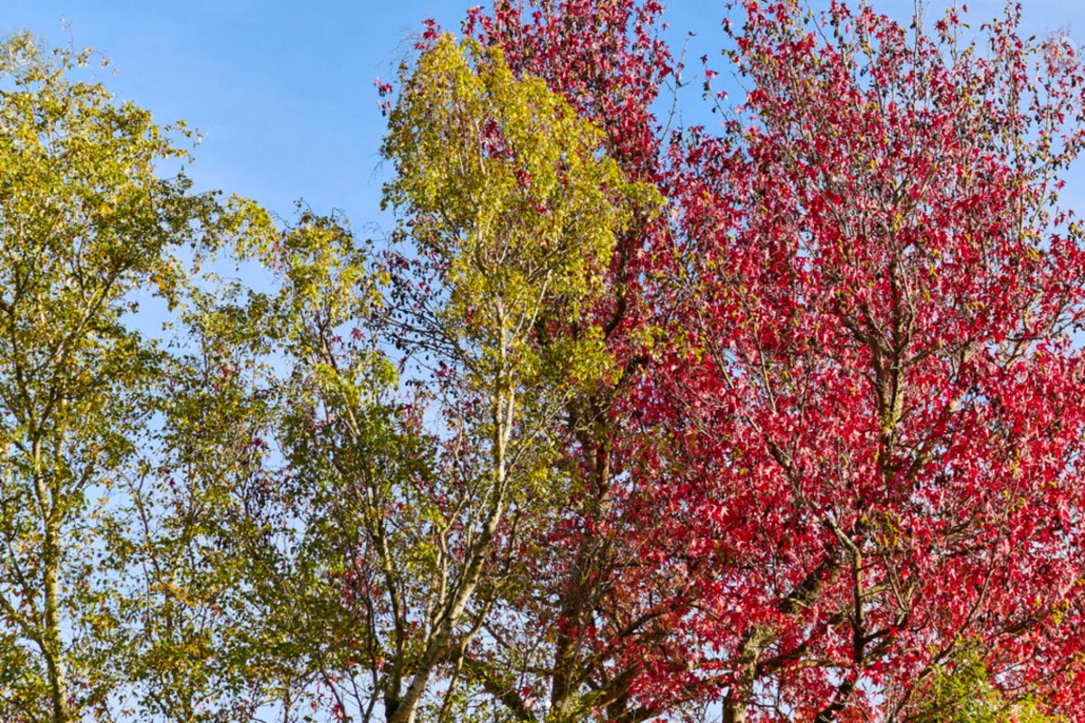 freedom-ashburton-12923