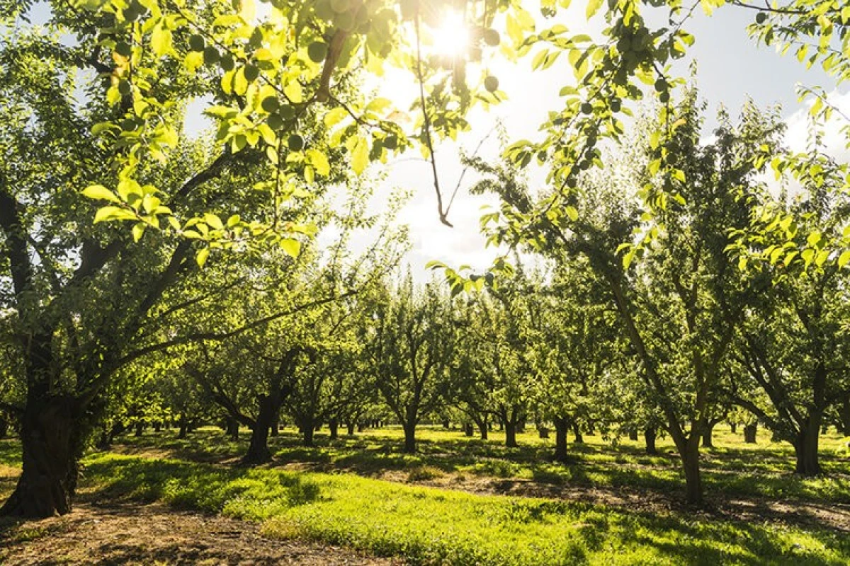 greytowns-orchards-lifestyle-retirement-5