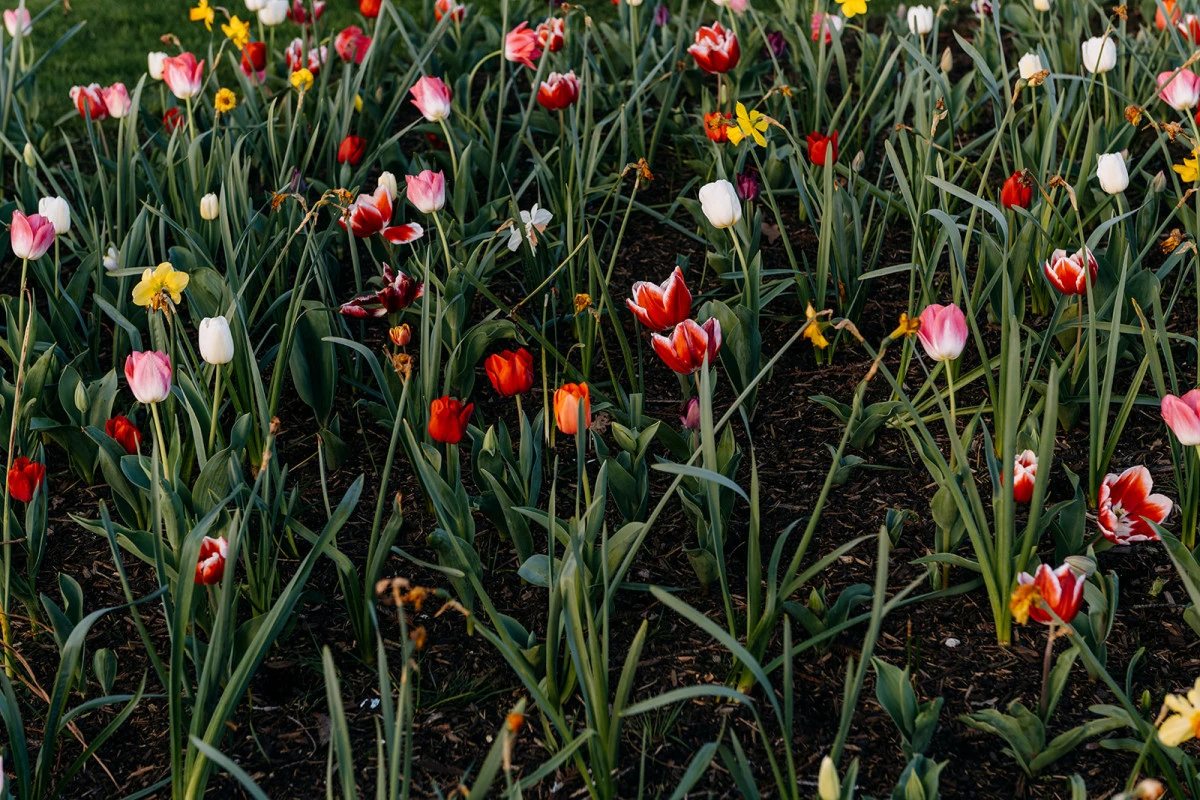 lauriston-park-arvida-11272