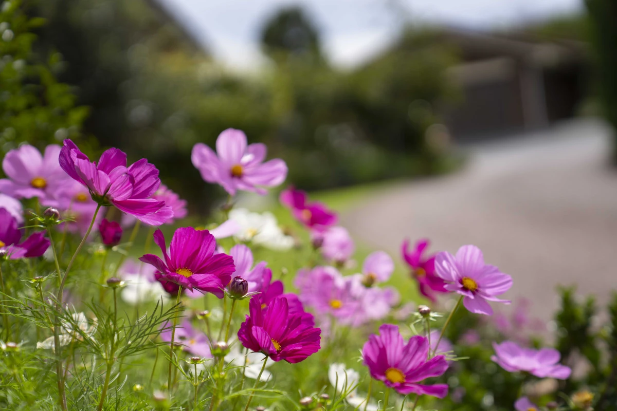 pakuranga-park-village-13410