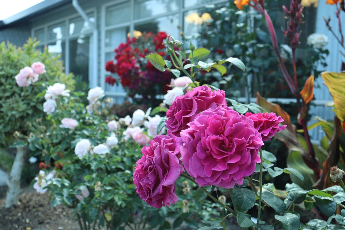 remuera-gardens-12628