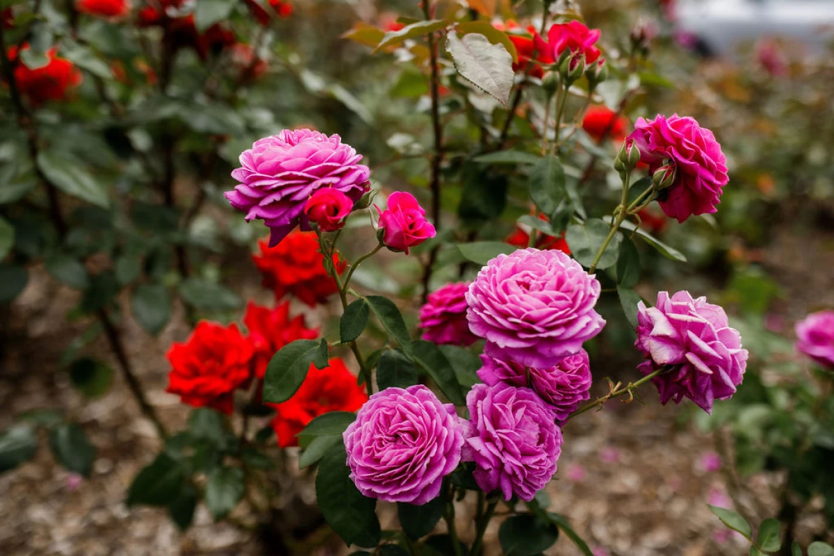 remuera-gardens-13583