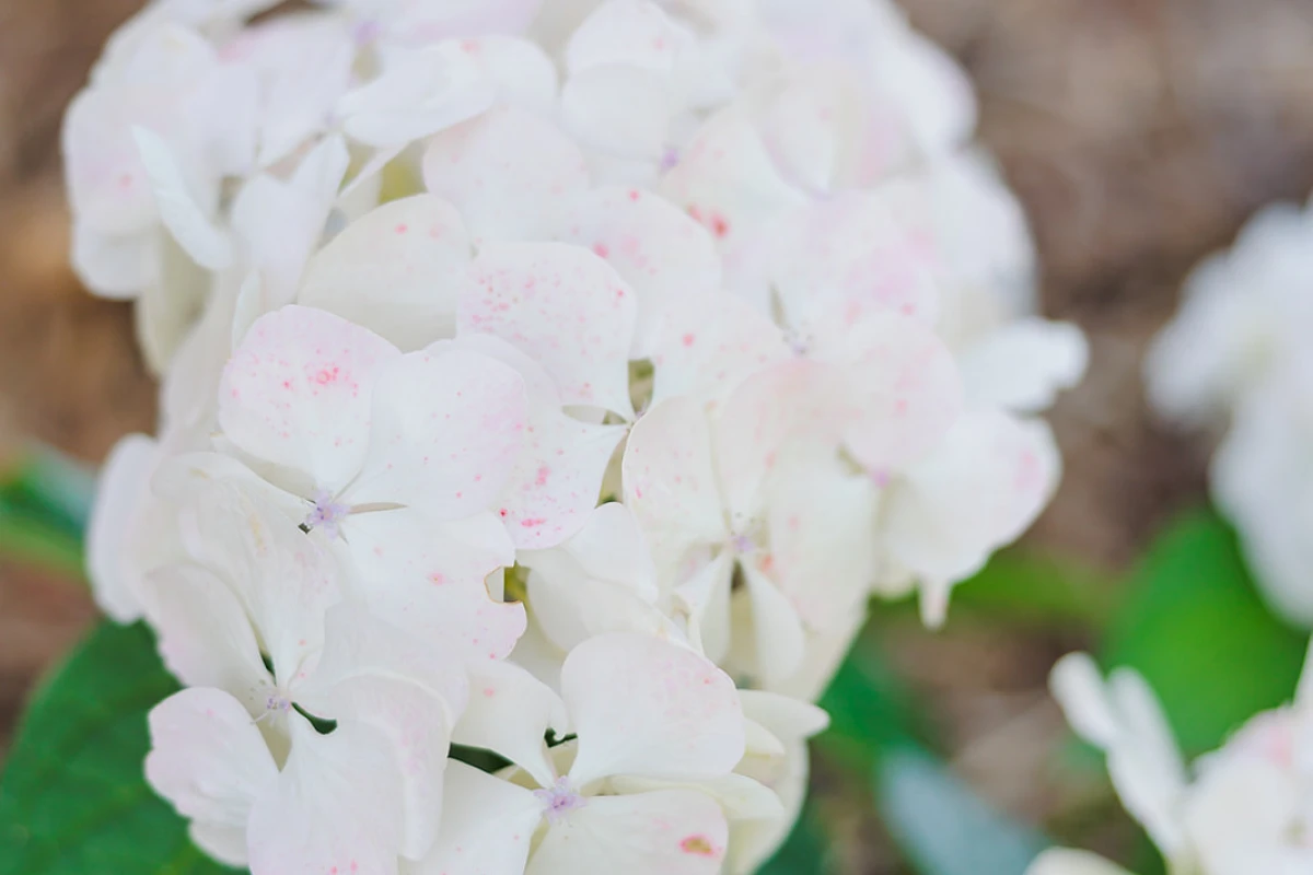 rosebank-lifecare-5989