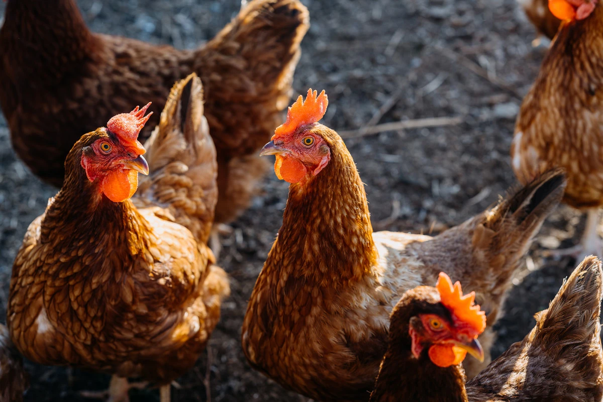 te-puna-waiora-arvida-11111