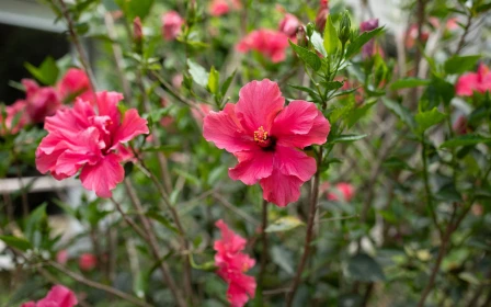 remuera-gardens-the-avenue-two-bedroom-apartment-46823