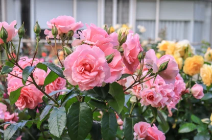 remuera-gardens-the-avenue-two-bedroom-flexi-room-apt-46837