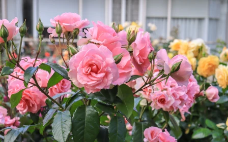 remuera-gardens-the-avenue-two-bedroom-flexi-room-apt-46837