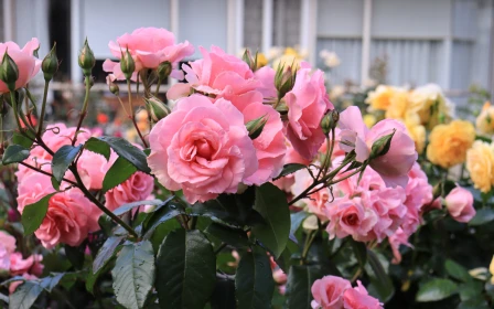 remuera-gardens-two-bedroom-apartment-46847