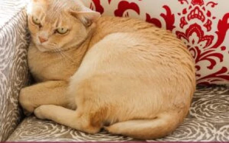 rosebank-retirement-village-two-bedroom-villa-42832