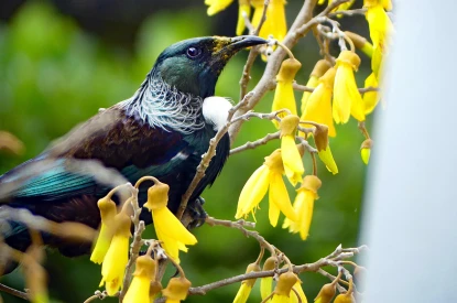 settlers-lifestyle-village-orchard-245-bush-views-privacy-copy-copy-42368