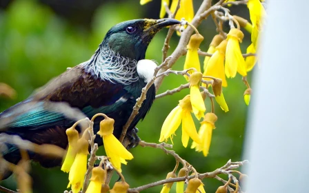 settlers-lifestyle-village-orchard-245-bush-views-privacy-copy-copy-42368