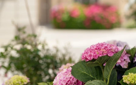 silverstream-lifestyle-retirement-village-two-bedroomed-villa-43515