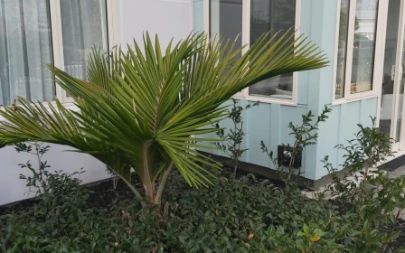 the-grove-orewa-bring-your-pet-and-move-to-the-beach-41426